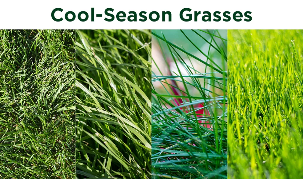 10 MUST KNOW Lawncare Tips for Beginners ualawncare