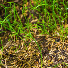 When to plant grass seed A complete guide to growing grass and renovating your lawn ualawncare